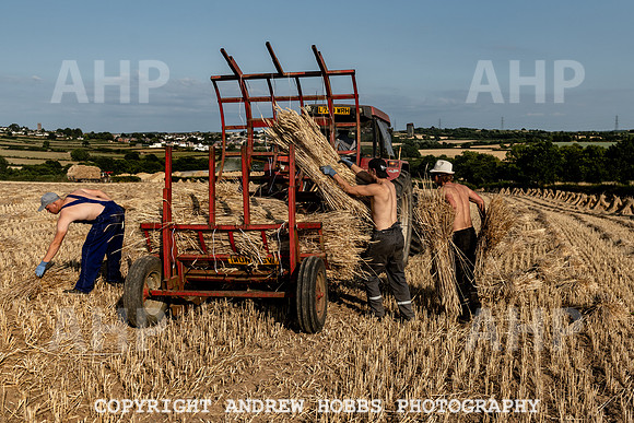 Thatching Reed Harvest 2018_HOB_0257