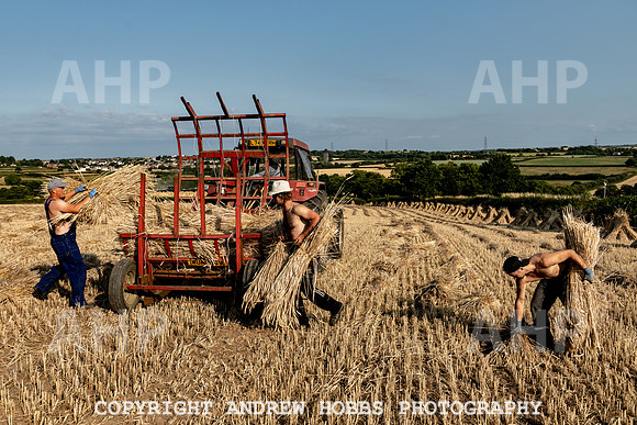 Thatching Reed Harvest 2018_HOB_0258