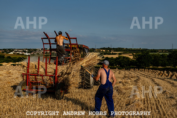 Thatching Reed Harvest 2018_HOB_0259