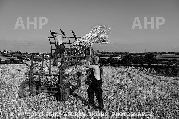 Thatching Reed Harvest 2018_HOB_0263