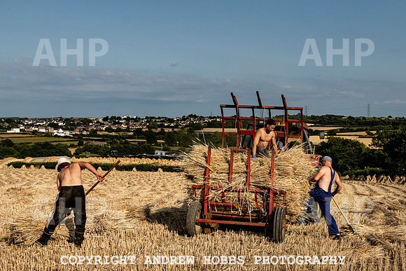 Thatching Reed Harvest 2018_HOB_0275