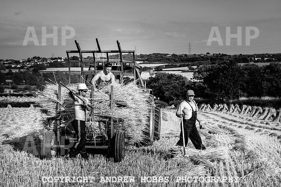 Thatching Reed Harvest 2018_HOB_0279