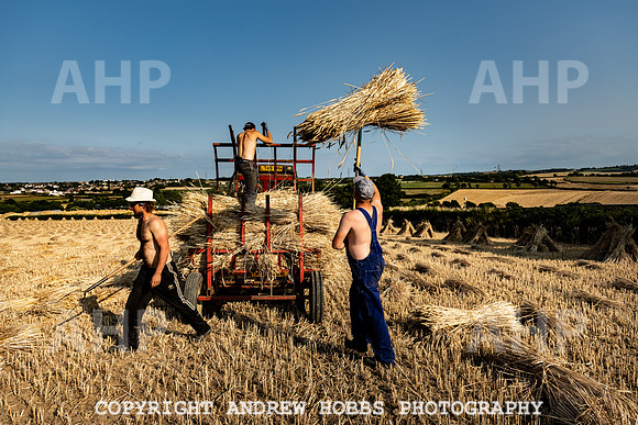 Thatching Reed Harvest 2018_HOB_0280