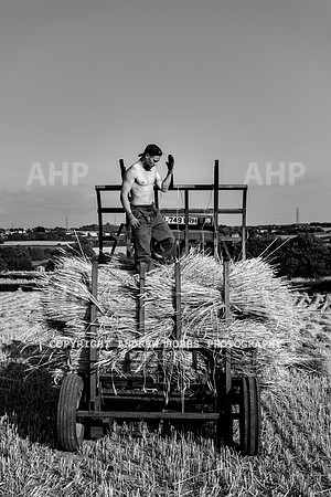 Thatching Reed Harvest 2018_HOB_0281