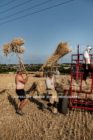 Thatching Reed Harvest 2018_HOB_0290