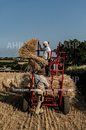 Thatching Reed Harvest 2018_HOB_0293