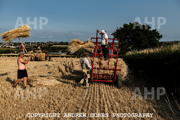 Thatching Reed Harvest 2018_HOB_0297
