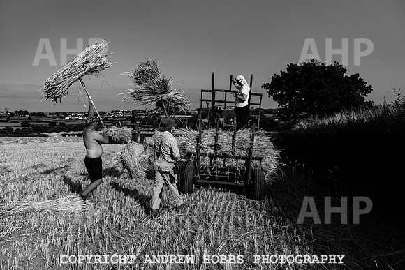 Thatching Reed Harvest 2018_HOB_0299