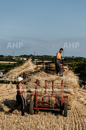 Thatching Reed Harvest 2018_HOB_0302