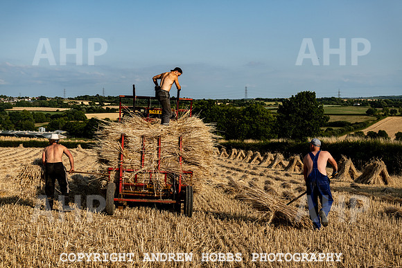 Thatching Reed Harvest 2018_HOB_0303