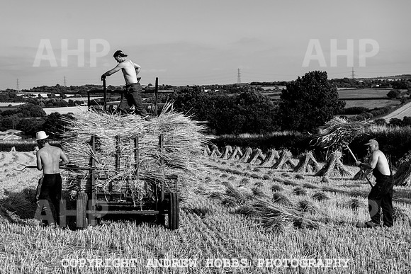 Thatching Reed Harvest 2018_HOB_0307