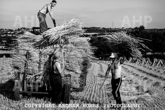 Thatching Reed Harvest 2018_HOB_0313
