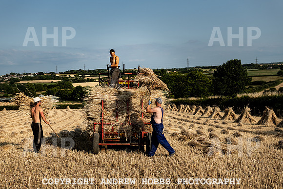 Thatching Reed Harvest 2018_HOB_0310