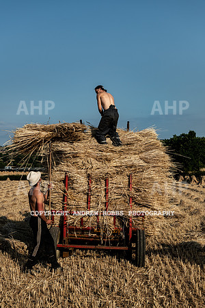 Thatching Reed Harvest 2018_HOB_0315