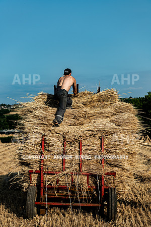 Thatching Reed Harvest 2018_HOB_0318