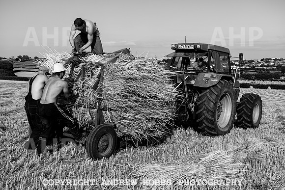 Thatching Reed Harvest 2018_HOB_0324