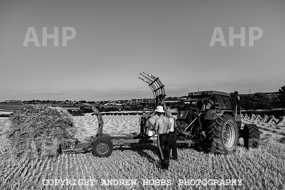 Thatching Reed Harvest 2018_HOB_0335