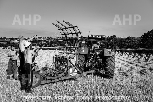 Thatching Reed Harvest 2018_HOB_0339