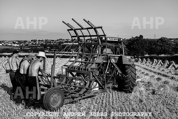 Thatching Reed Harvest 2018_HOB_0344