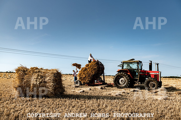 Thatching Reed Harvest 2018_HOB_0355