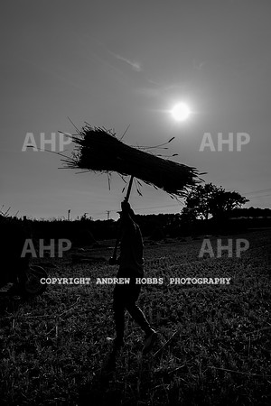 Thatching Reed Harvest 2018_HOB_0380