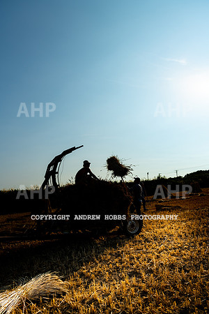 Thatching Reed Harvest 2018_HOB_0385