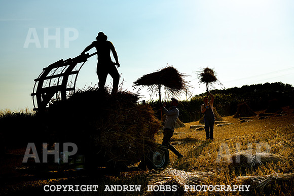 Thatching Reed Harvest 2018_HOB_0398