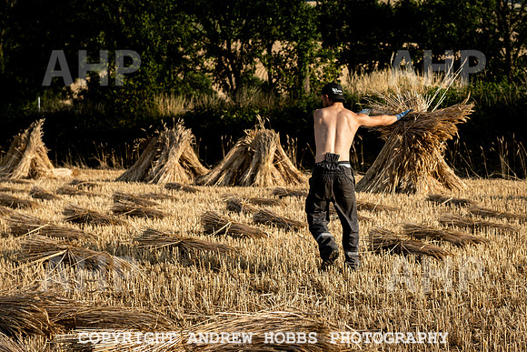 Thatching Reed Harvest 2018_HOB_0400