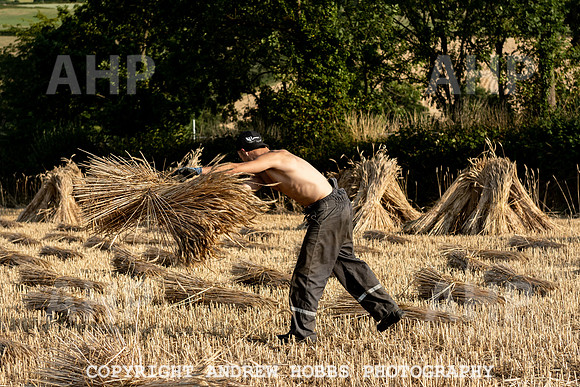 Thatching Reed Harvest 2018_HOB_0402