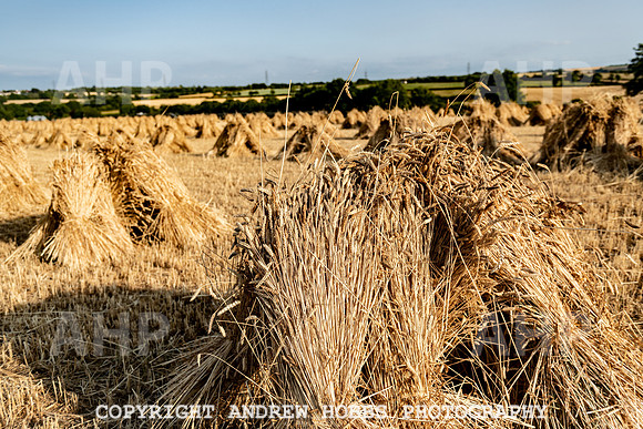 Thatching Reed Harvest 2018_HOB_0406