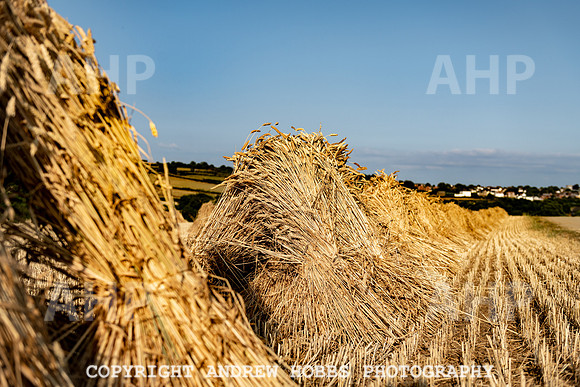 Thatching Reed Harvest 2018_HOB_0407