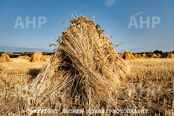 Thatching Reed Harvest 2018_HOB_0409