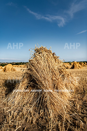 Thatching Reed Harvest 2018_HOB_0411
