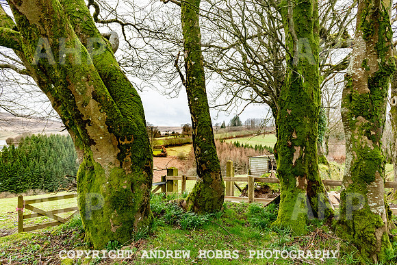 Lower Leys - Leys Cottages_HOB_4947