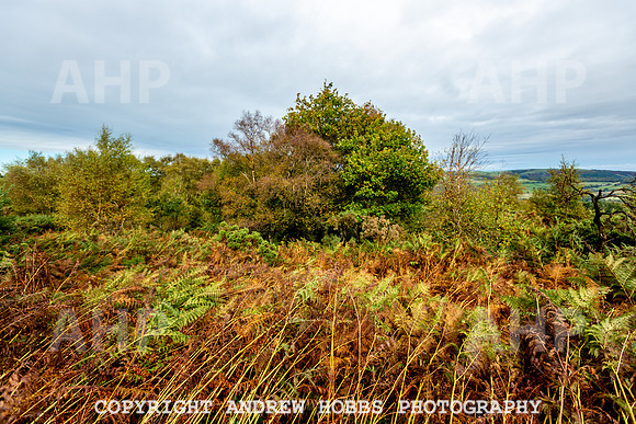 Webbers Post Walk EM Feb 2019_HOB_0151