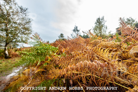 Webbers Post Walk EM Feb 2019_HOB_0152