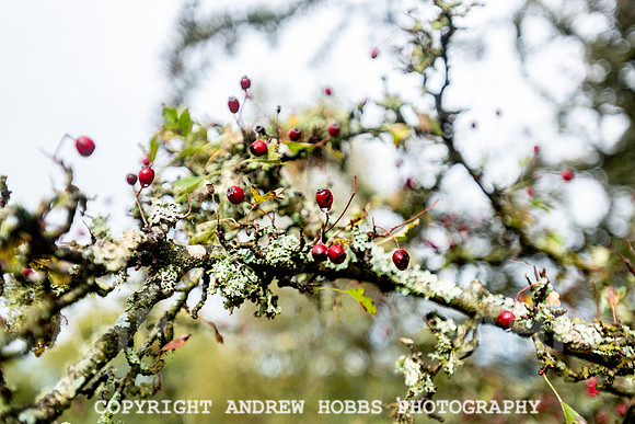 Webbers Post Walk EM Feb 2019_HOB_0154