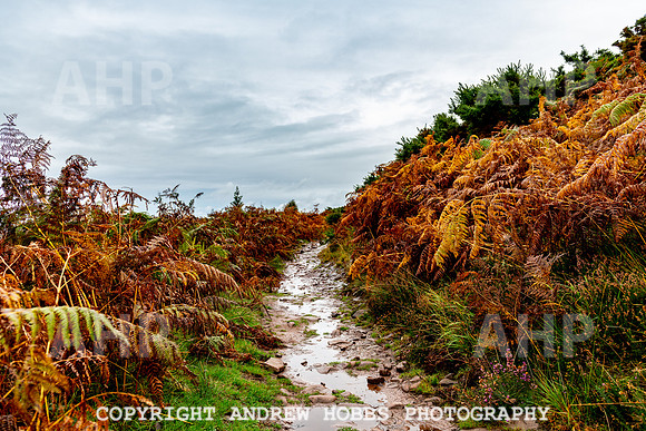 Webbers Post Walk EM Feb 2019_HOB_0167