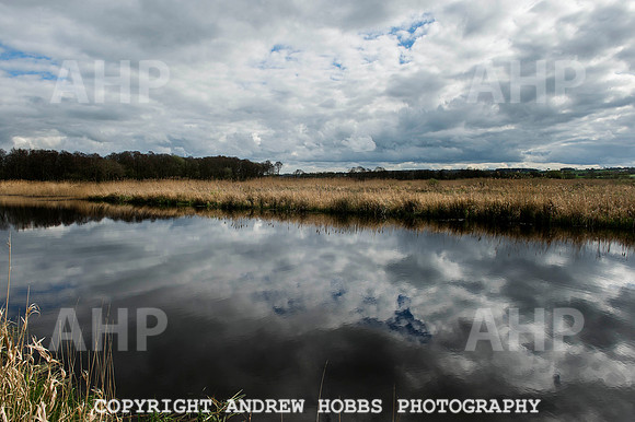 Elver release Catcott Reserve 003