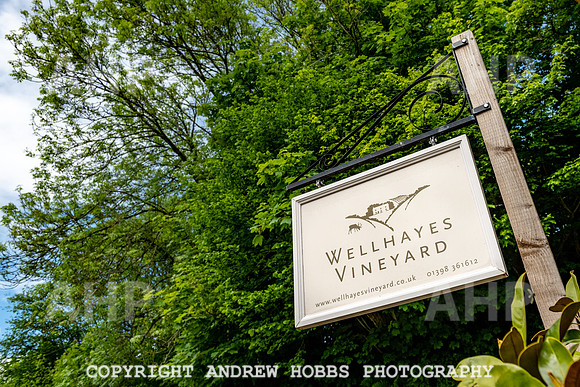 Wellhayes Vineyard May 2019_HOB_6250