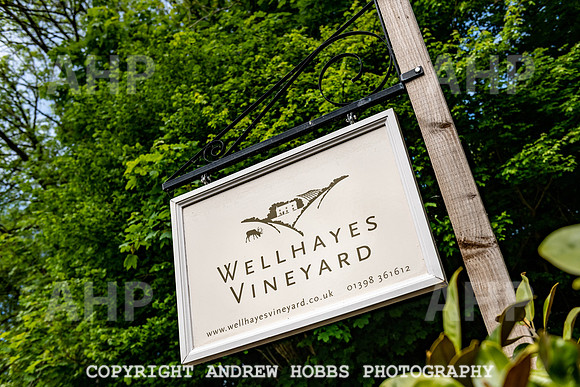 Wellhayes Vineyard May 2019_HOB_6251