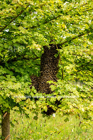 Wellhayes Vineyard May 2019_HOB_6254