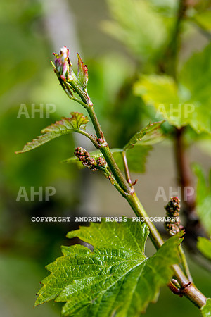Wellhayes Vineyard May 2019_HOB_6260
