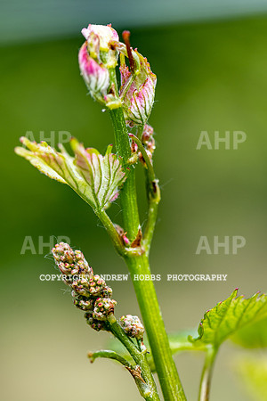 Wellhayes Vineyard May 2019_HOB_6261