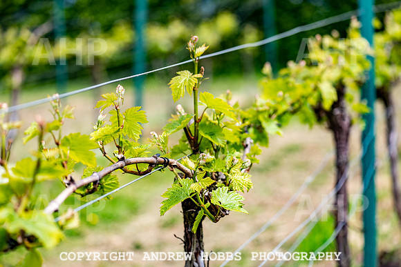 Wellhayes Vineyard May 2019_HOB_6264