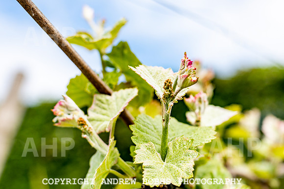Wellhayes Vineyard May 2019_HOB_6266