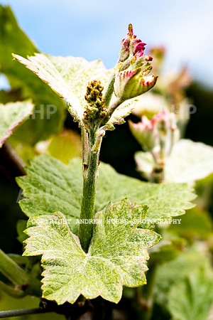 Wellhayes Vineyard May 2019_HOB_6267