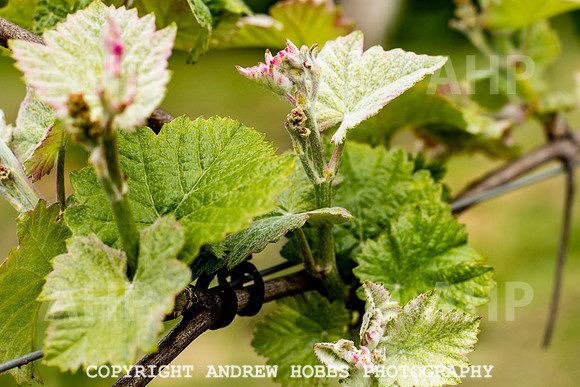 Wellhayes Vineyard May 2019_HOB_6268