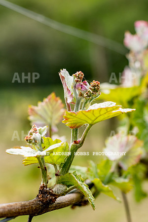 Wellhayes Vineyard May 2019_HOB_6273