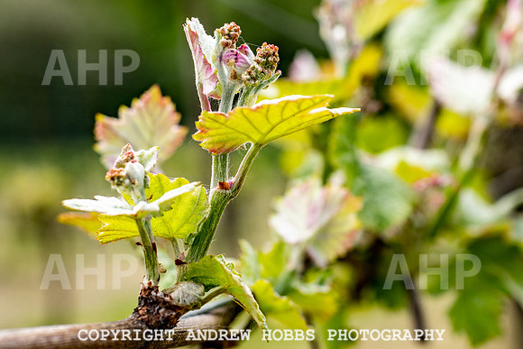 Wellhayes Vineyard May 2019_HOB_6274